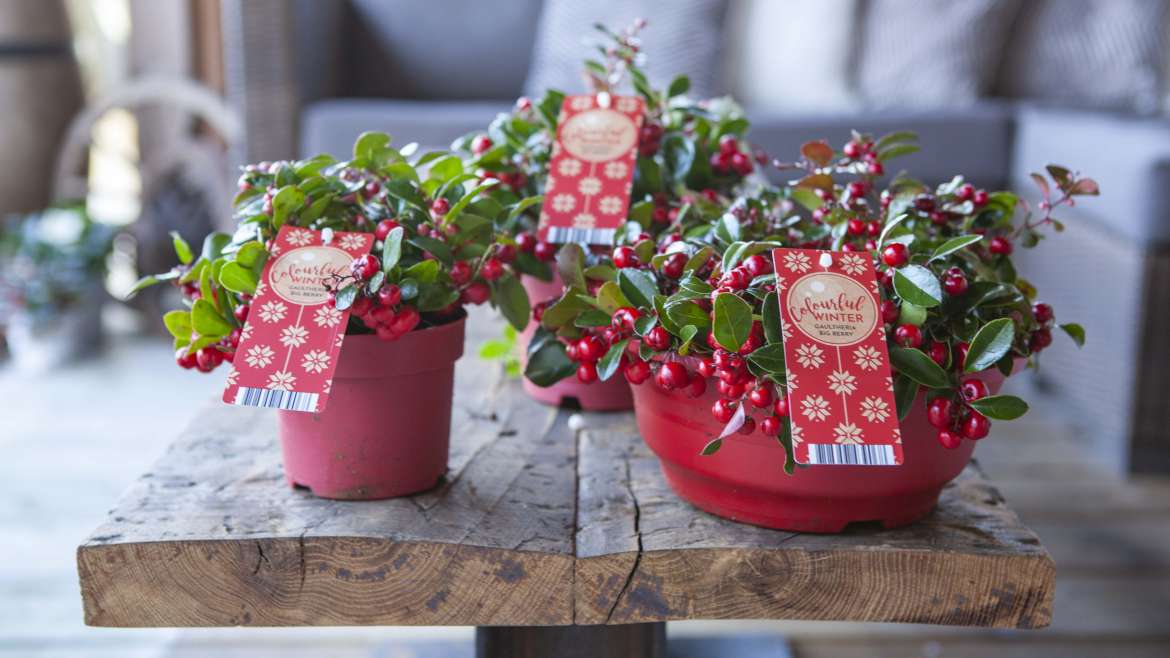 De Gaultheria ‘Big Berry’