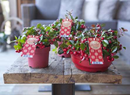 De Gaultheria ‘Big Berry’