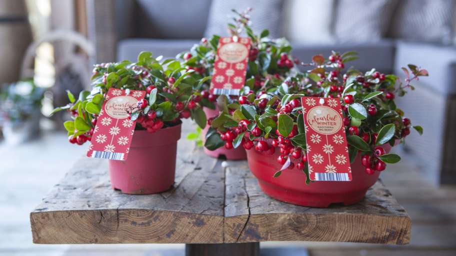 De Gaultheria ‘Big Berry’