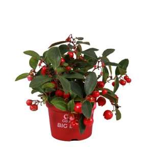 Gaultheria P9