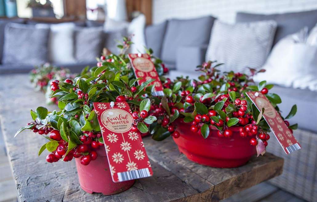 Gaultheria rood