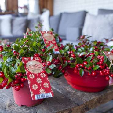 Gaultheria rood