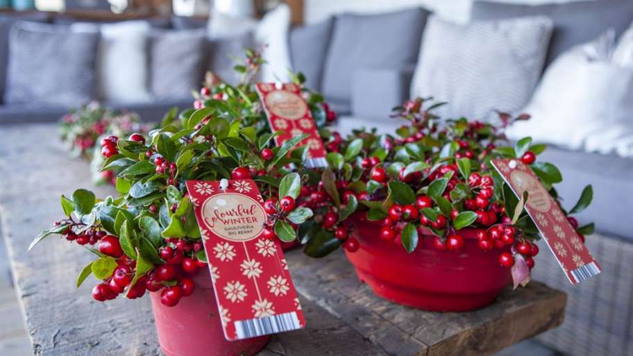 Gaultheria rood