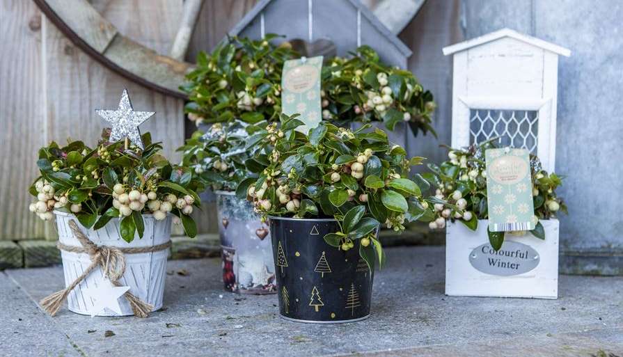 Gaultheria wit