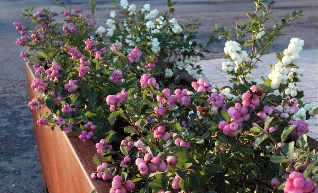 Symphoricarpos ‘Magical’