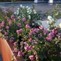 Symphoricarpos ‘Magical’