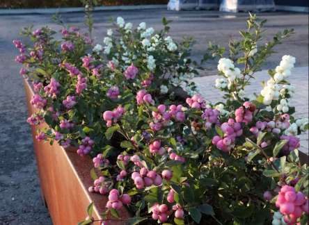 Symphoricarpos ‘Magical’