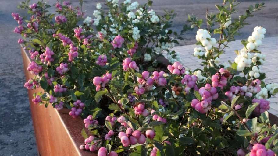 Symphoricarpos ‘Magical’