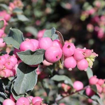 Symphoricarpos roze