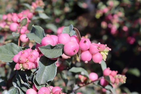 Symphoricarpos roze