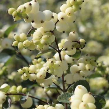 Symphoricarpos wit