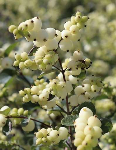 Symphoricarpos wit