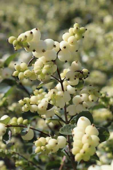 Symphoricarpos wit