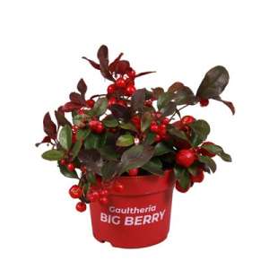 Gaultheria P10