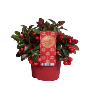 Gaultheria P12