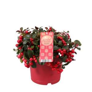 Gaultheria P17