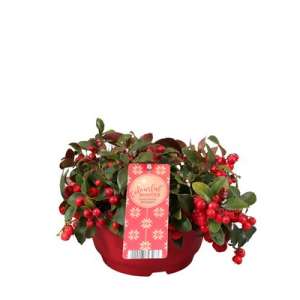 Gaultheria P19
