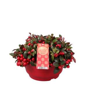 Gaultheria P23