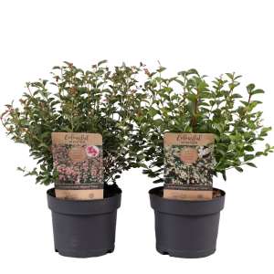 Symphoricarpos 1