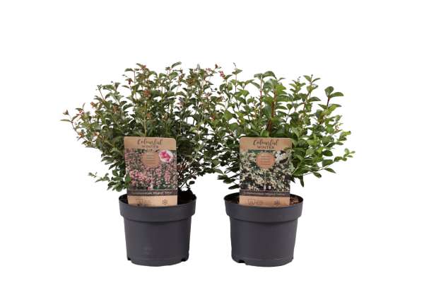 Symphoricarpos 1