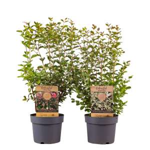 Symphoricarpos 2