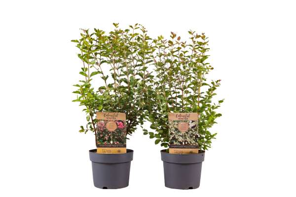 Symphoricarpos 2