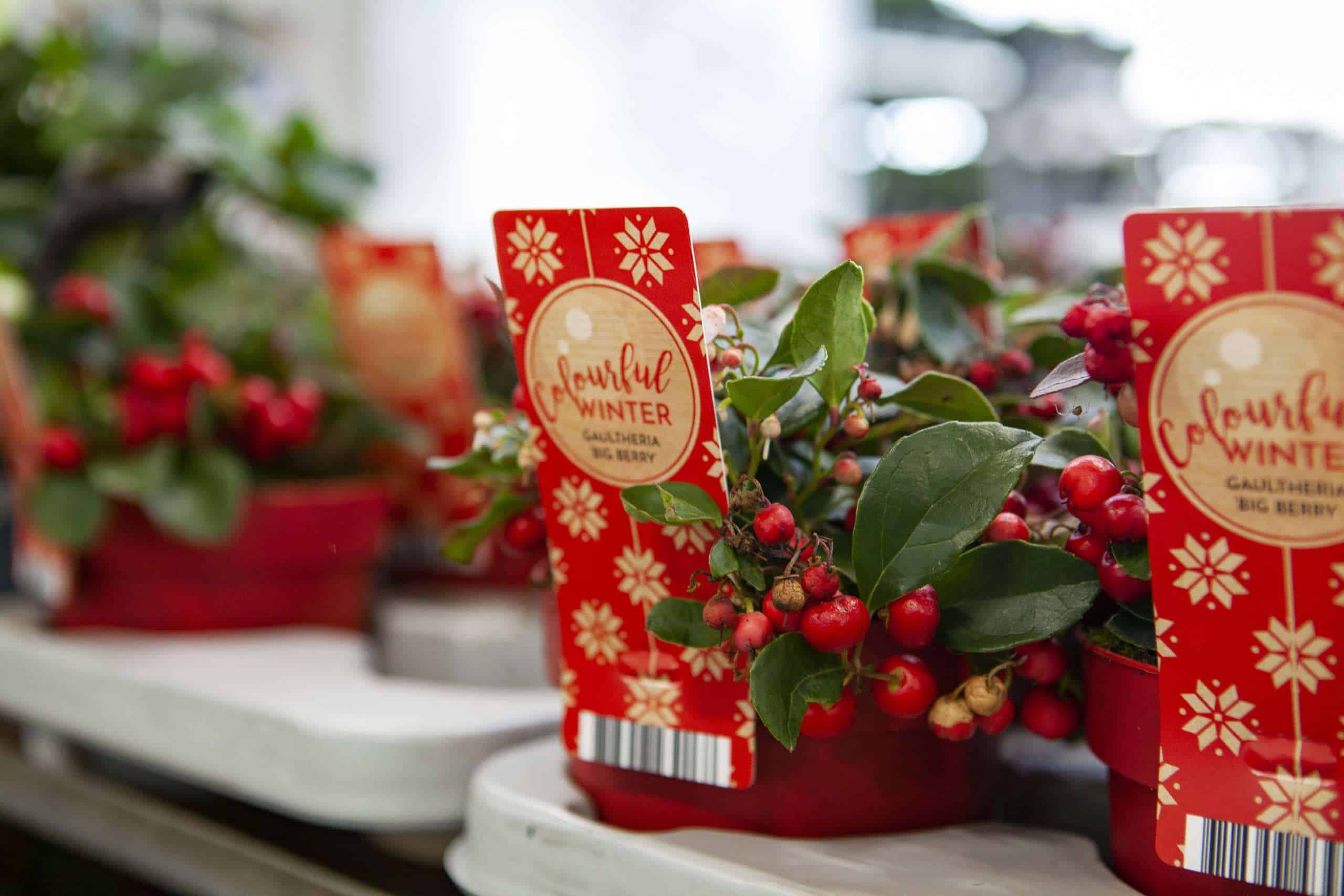 20211118_StrengGrowers_Gaultheria1-scaled.jpg